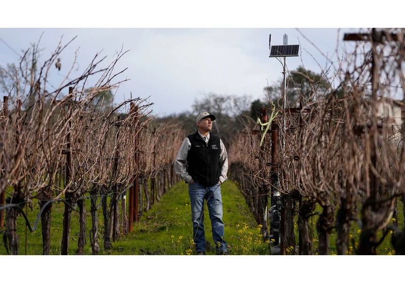 How farmers are using AI on vineyards to make wine