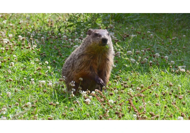 How Accurate Is Groundhog Day? NOAA Grades The Woodchucks