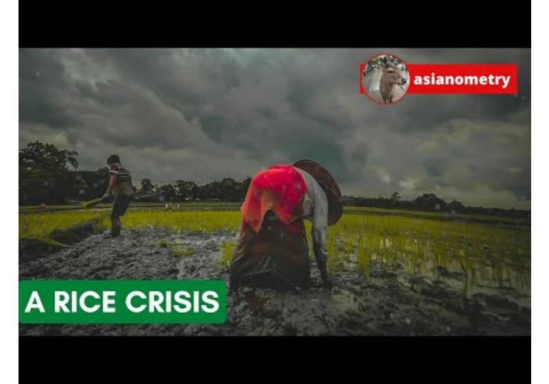 The Great Asian Rice Crisis of 2008