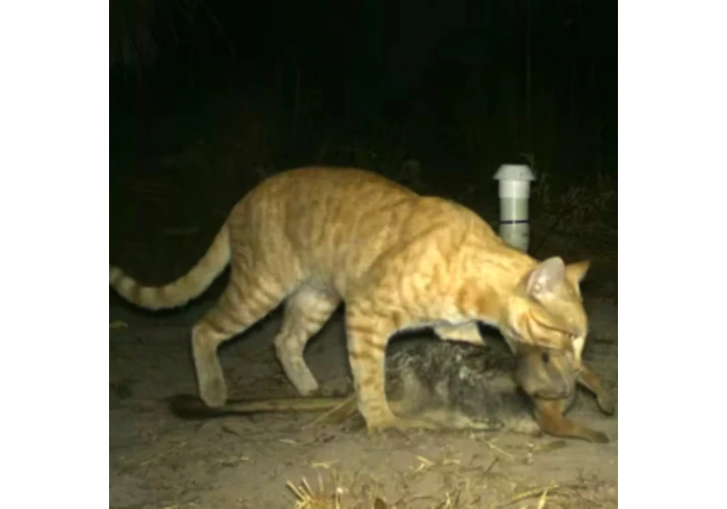 Nezastavitelná evoluce: Invazní vetřelci v Austrálii se mění na nové druhy