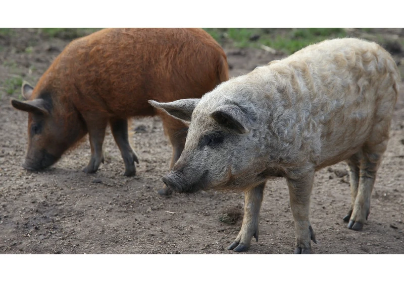 Farmers could use AI to keep pigs happy, researchers say