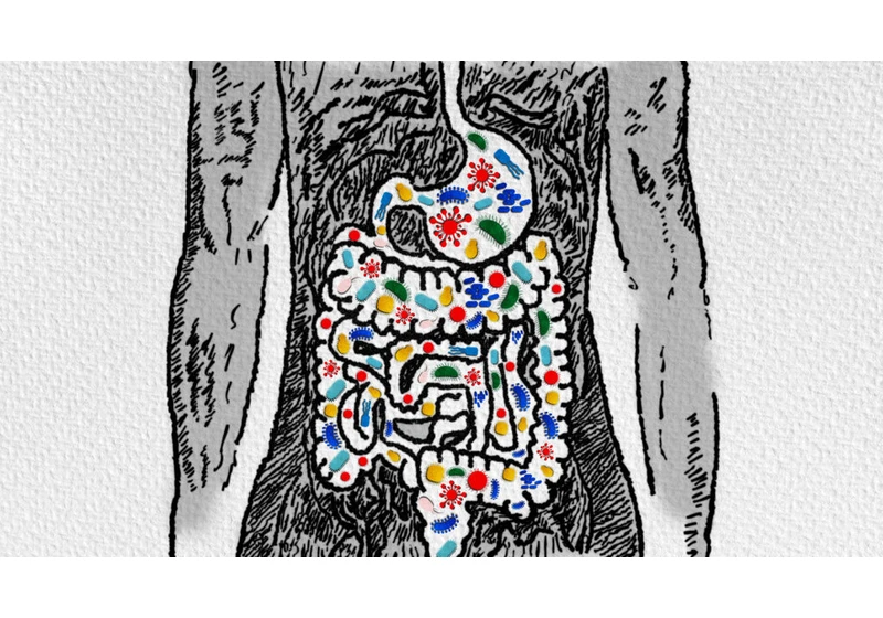 Microbiome composition varies based on sampling time, mouse study finds