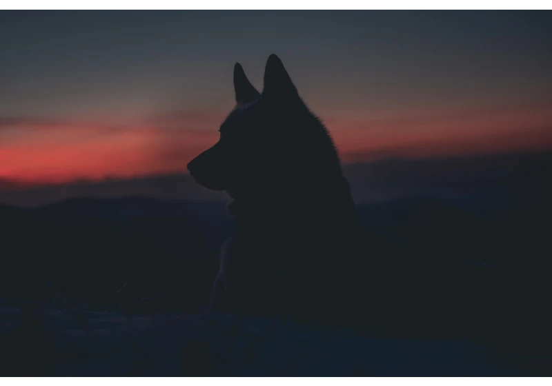 The Alpha Myth: How Captive Wolves Led Us Astray