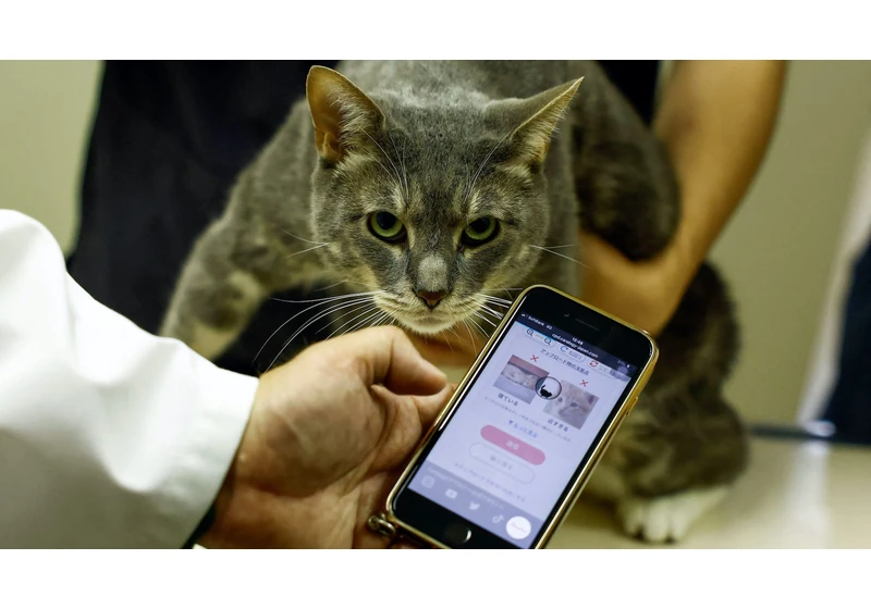 In Japan, an AI app is detecting pain in cats