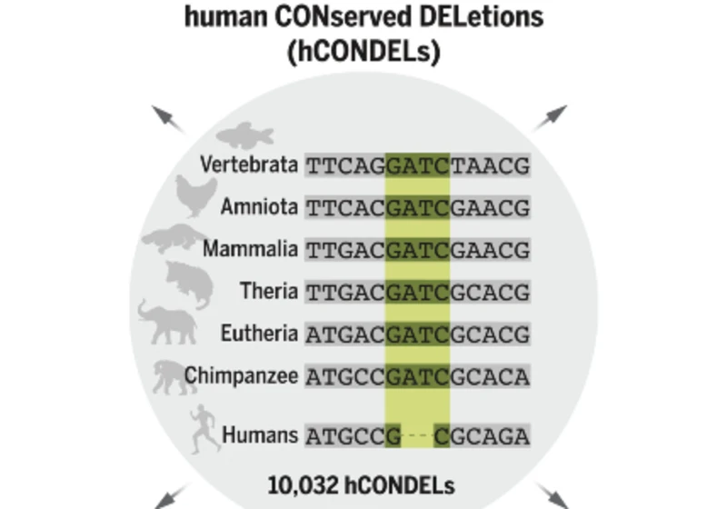 Evoluční ironie: Lidmi nás možná dělá to, co jsme z genomu ztratili