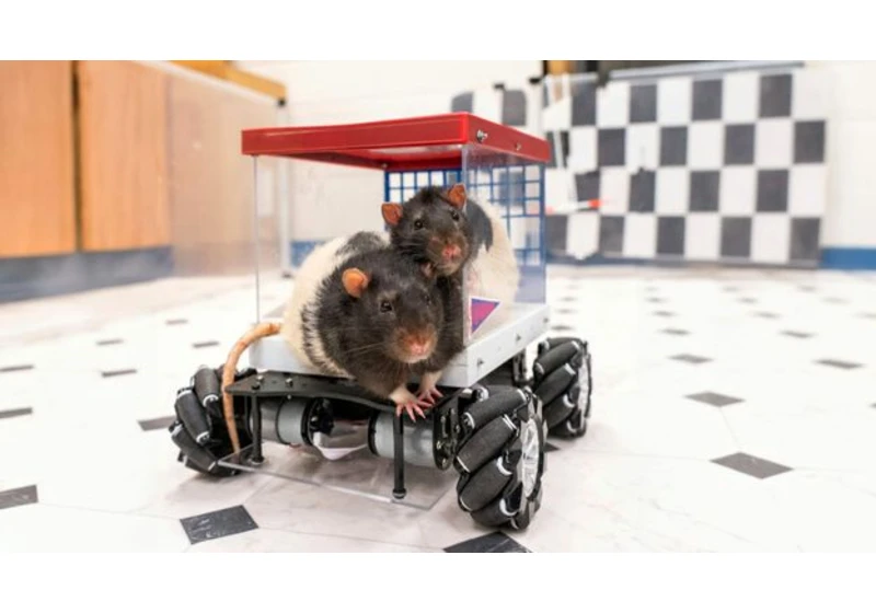 I taught rats to drive a car, and it may help us lead happier lives