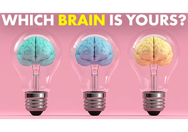 Which Brain Type Are You?