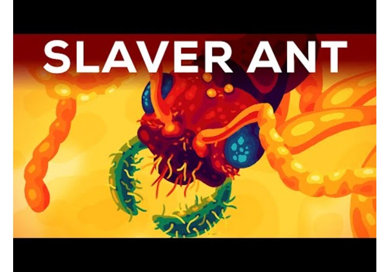 The Most Brutal Ant: The Slaver Ant Polyergus