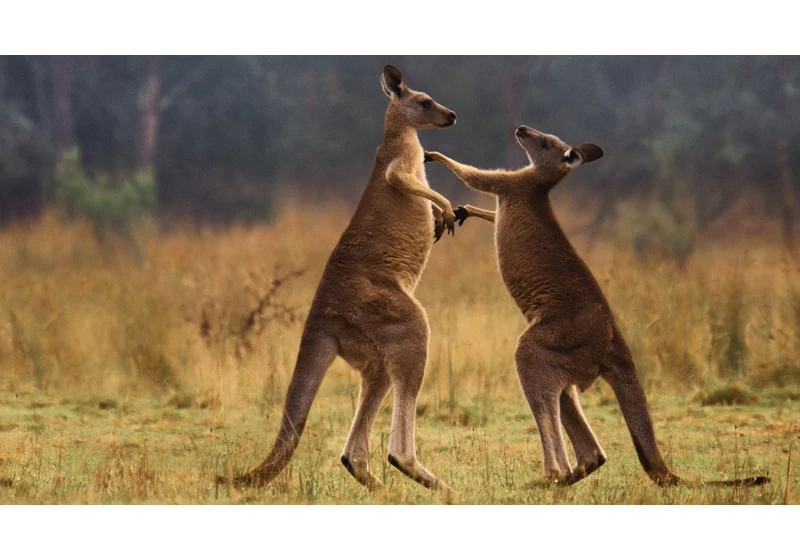  I'm excited for Apple's new nature docuseries The Secret Lives of Animals, and this exclusive clip of a bruising Kangaroo bout proves I'm right to be 