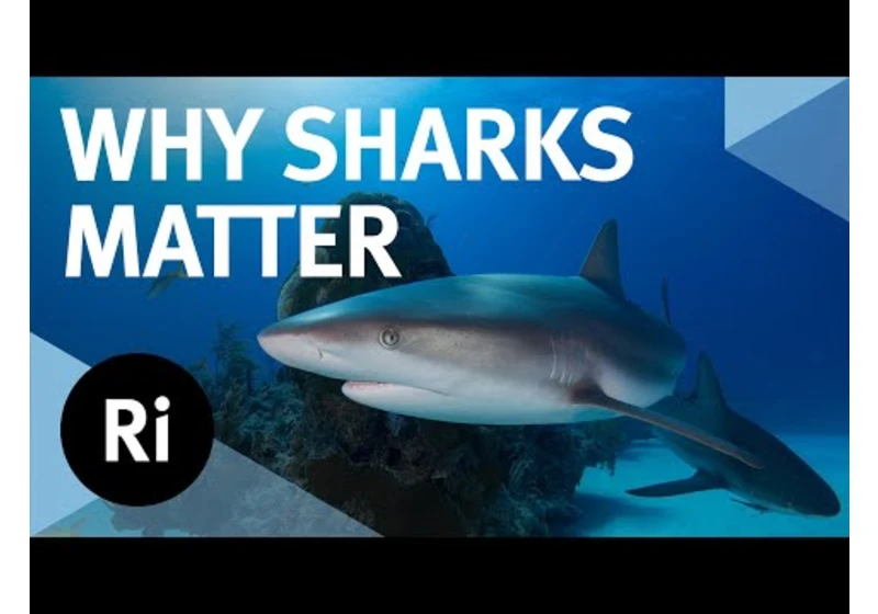 Why sharks matter - with David Shiffman