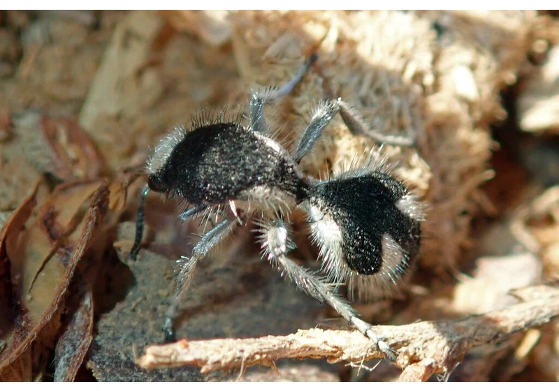 Brazilian velvet ant is ultrablack