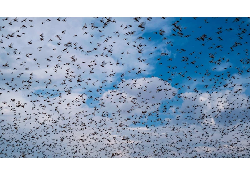 Inside the new software used to curb South African locust swarms