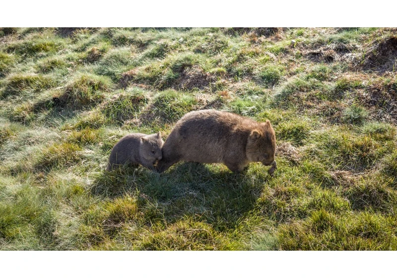 ‘I caught a baby wombat’: U.S. influencer Sam Jones was roundly condemned for her wildlife stunt in Australia