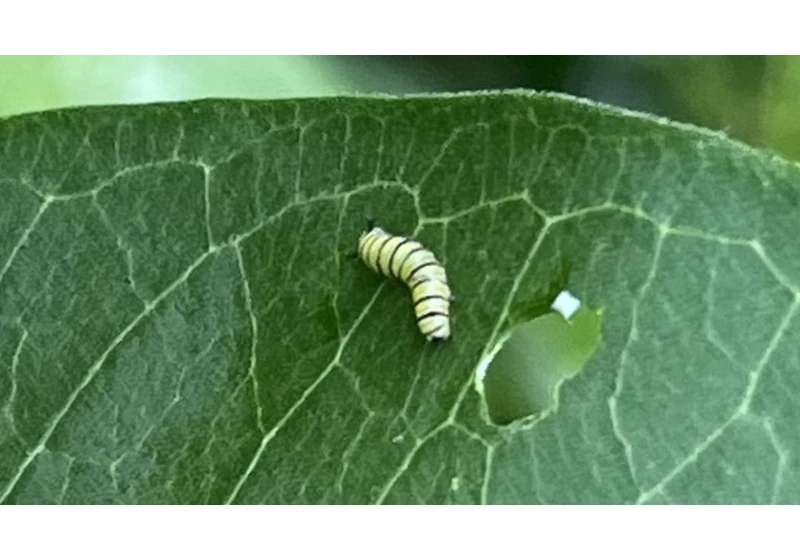 Can we stop the decline of monarch butterflies and other pollinators?