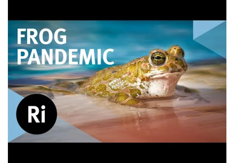 Can we save frogs from a deadly fungus?