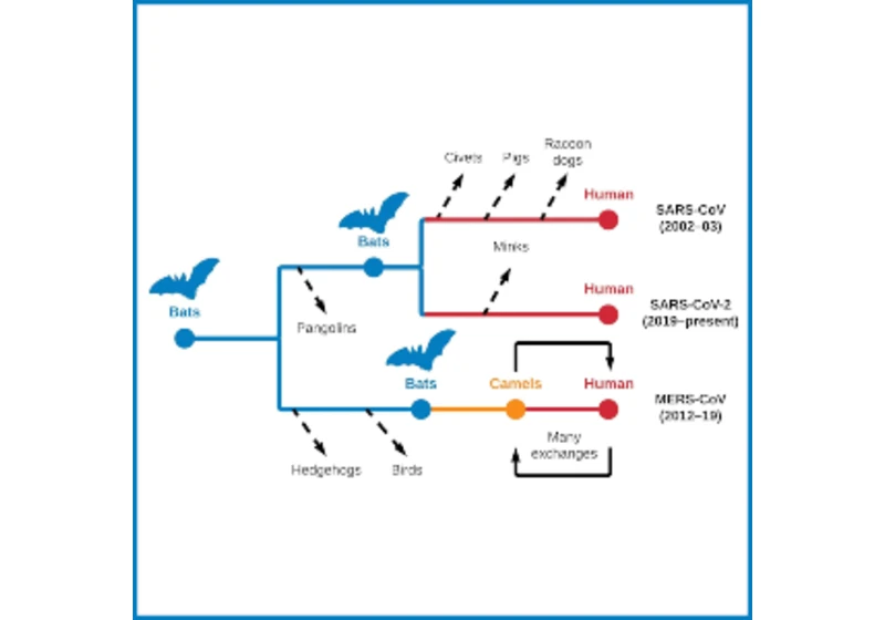 Evoluce koronavirů a jejich hostitelé: Kde se vzalo trio zabijáků?